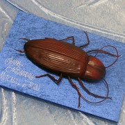 Cockroach 3D Cake